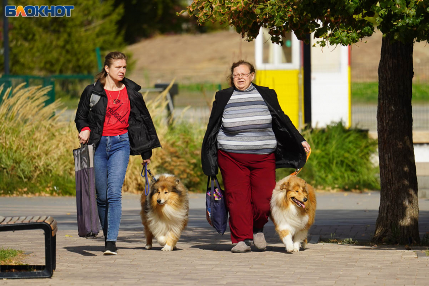 Солнечно, тепло и без осадков: погода порадует волгоградцев 7 октября