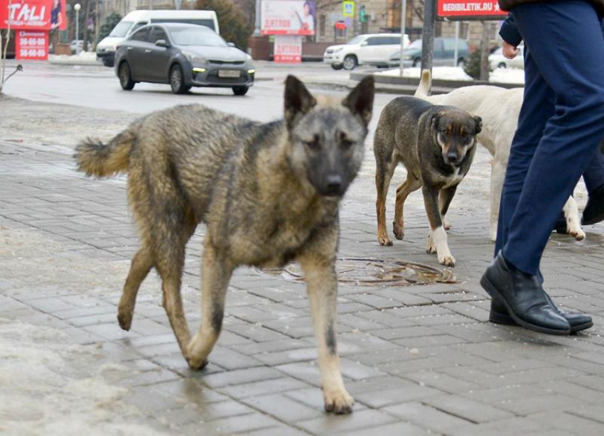 Карантин по бешенству объявили в Волгоградской области из-за собак