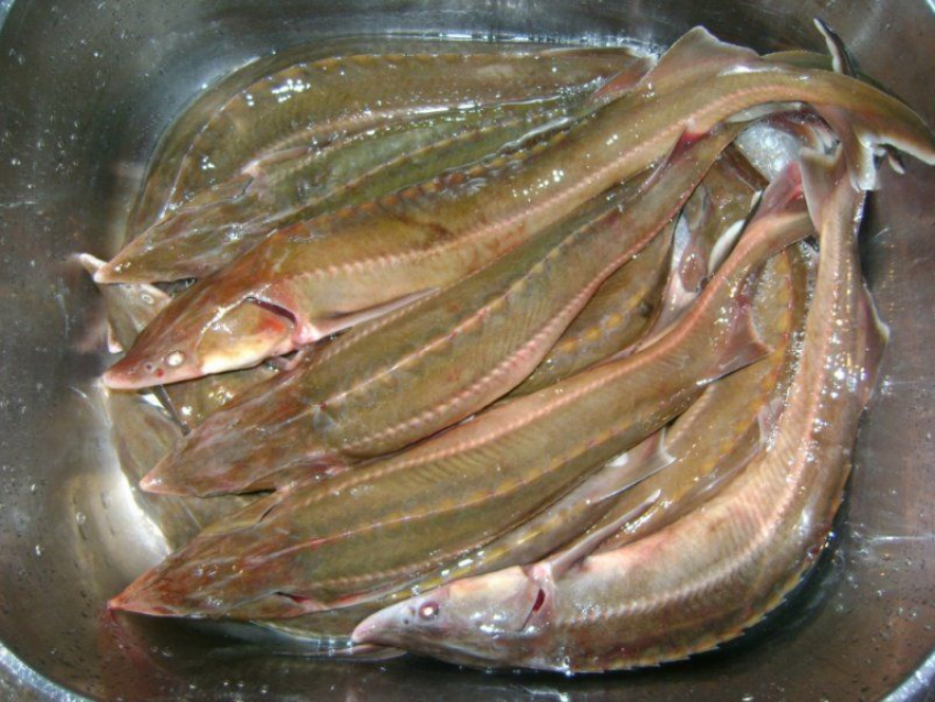 На юге Волгограда у браконьера изъяли 7 тушек севрюги и 5 литров черной икры