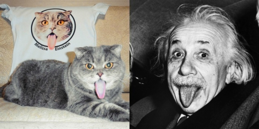 Кошка – «Эйнштейн» из Волгограда покорила Интернет