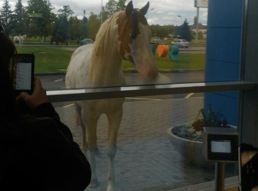 Жители Волгограда строят догадки о цели визита лошади в аэропорт 