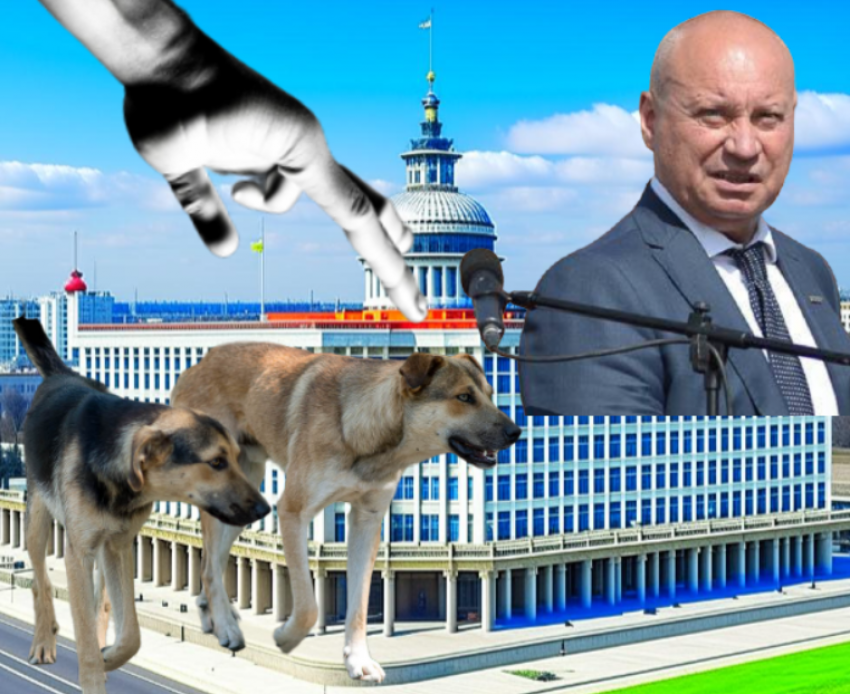 Экс-мэр Волгограда Лихачев приложил руку к скандальному законопроекту про бездомных собак