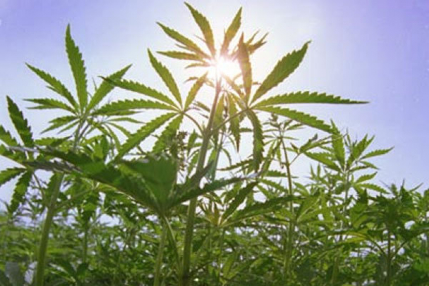 Под Волгоградом двое мужчин вырастили 130 кустов конопли