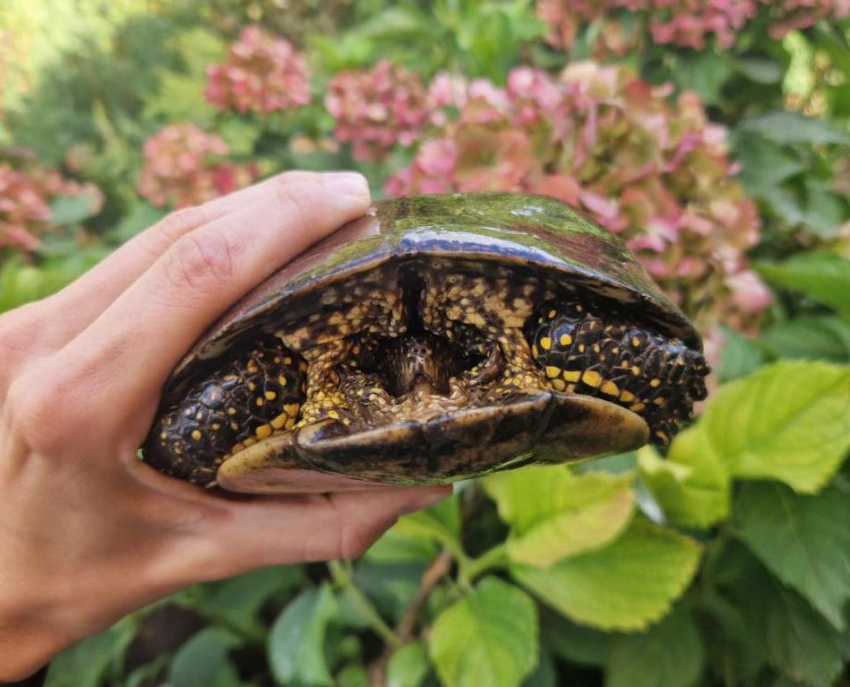 Волгоградец обнаружил в своем саду огромную болотную Тортиллу 