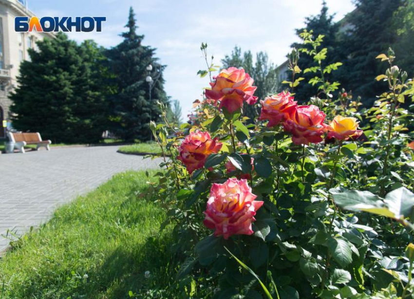 Жара пока не уходит из Волгоградской области 