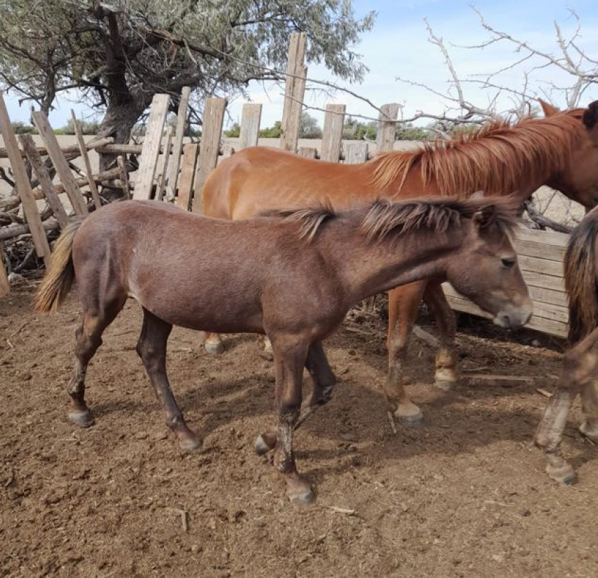 Мини-табун лошадей продают поштучно с торгов в Волгограде: цену посчитали на вес