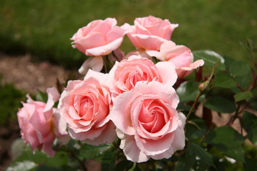 Больше тысячи кустов роз украсят парк Гагарина на севере Волгограда 
