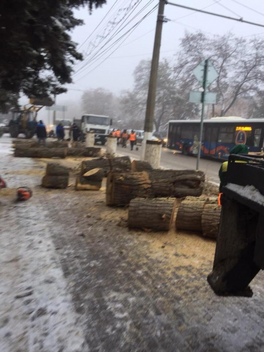 В самом центре Волгограда власти варварски вырубают деревья