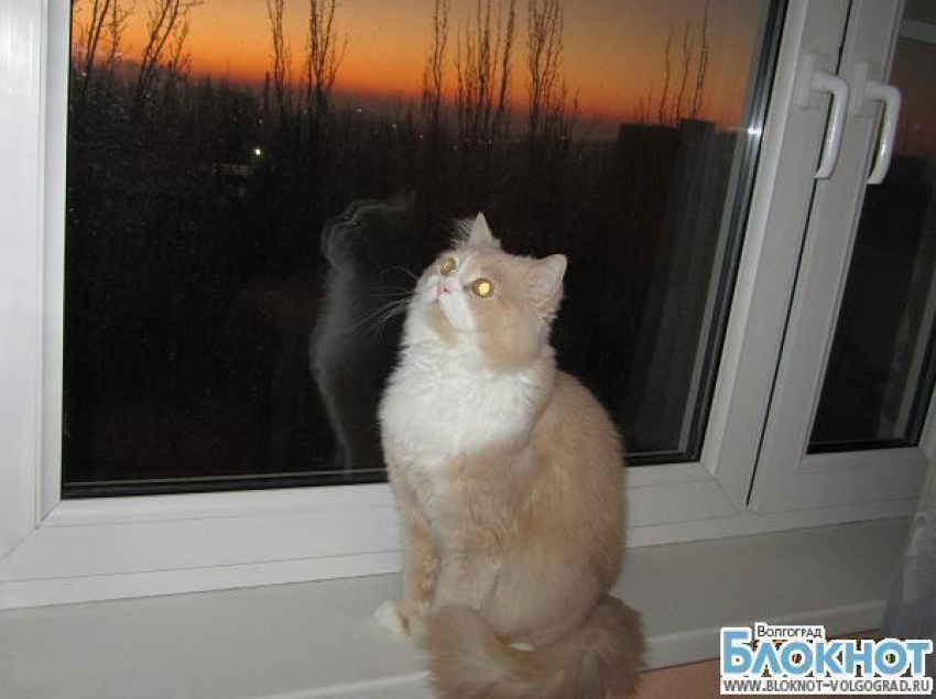 Самым красивым котом Волгограда может стать Пушок