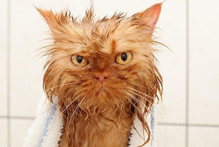 Две недели без горячей воды проведут жители двух районов Волгограда