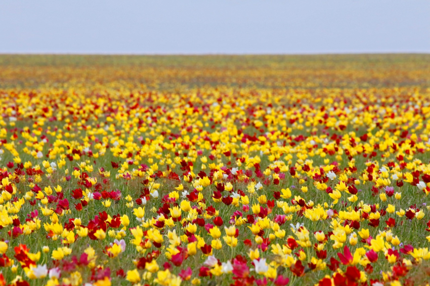 Штраф миллион: охрану тюльпанов усилили в Волгоградской области 