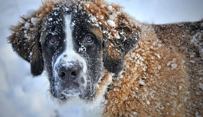 «Разбираем по домам»: волгоградцам рассказали, как можно помочь бездомным животным в холода