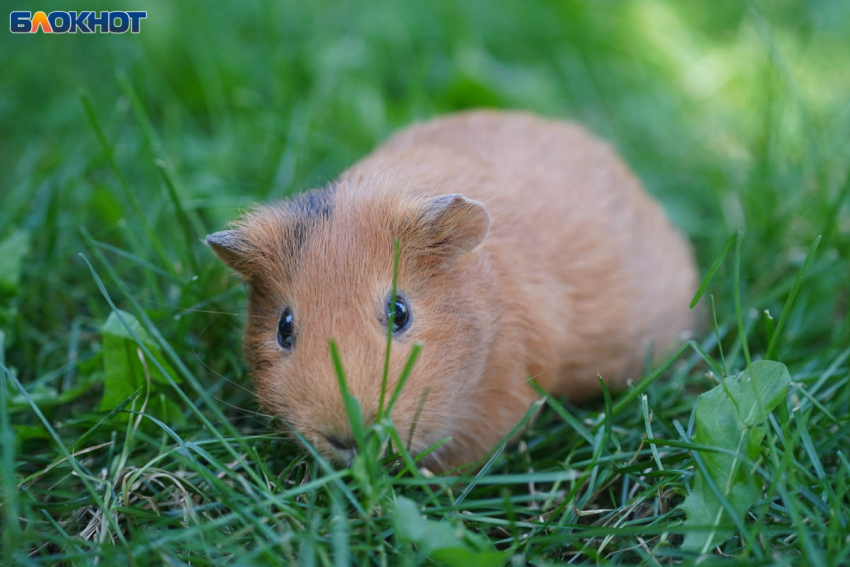 Погода на 24 сентября в Волгограде: летняя жара и без осадков 