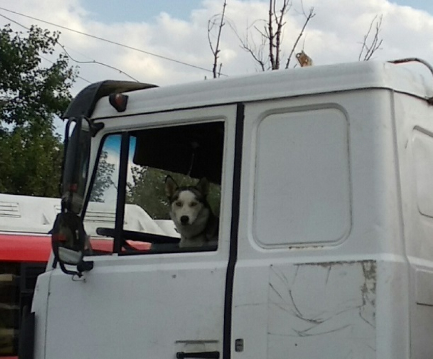 Волгоградец сфотографировал собаку за рулем ассенизатора