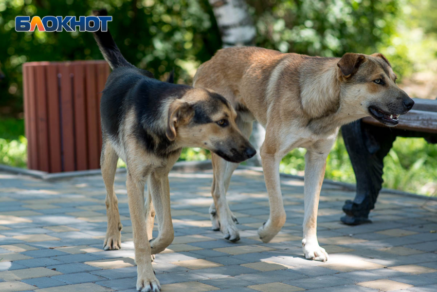 План для предотвращения ЧС по бездомным собакам введут в Волгограде