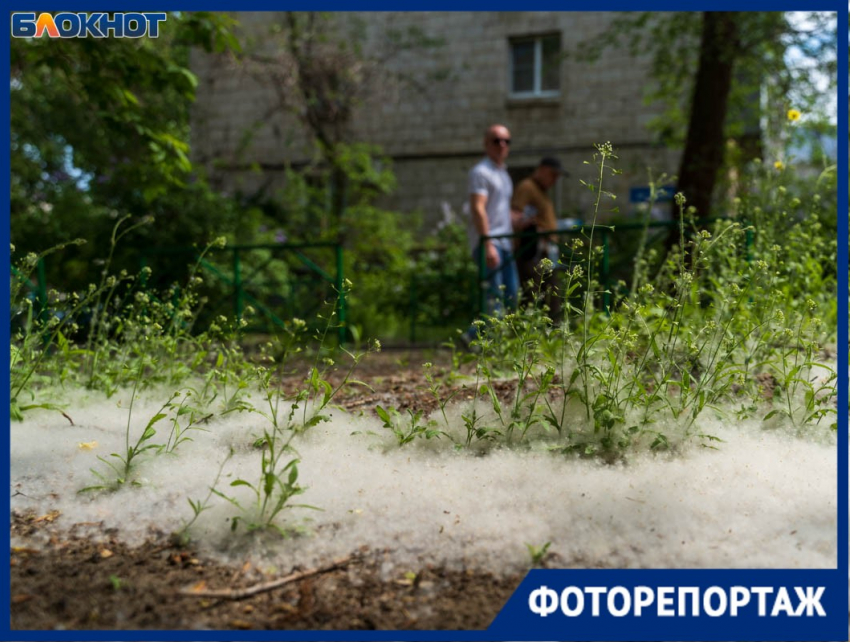Белая метель в мае: Волгоград встречает «пуховую атаку»