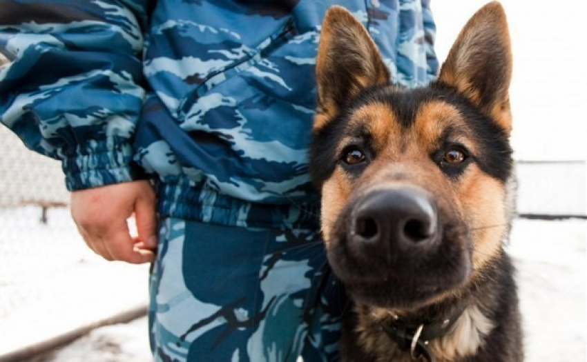 В Волгоградской области открылась еще одна школа для служебных собак