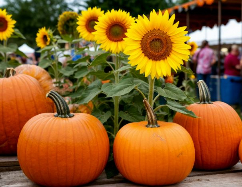 «Паленые» семена  кабачка, подсолнечника и тыквы нашли в Волгоградской области