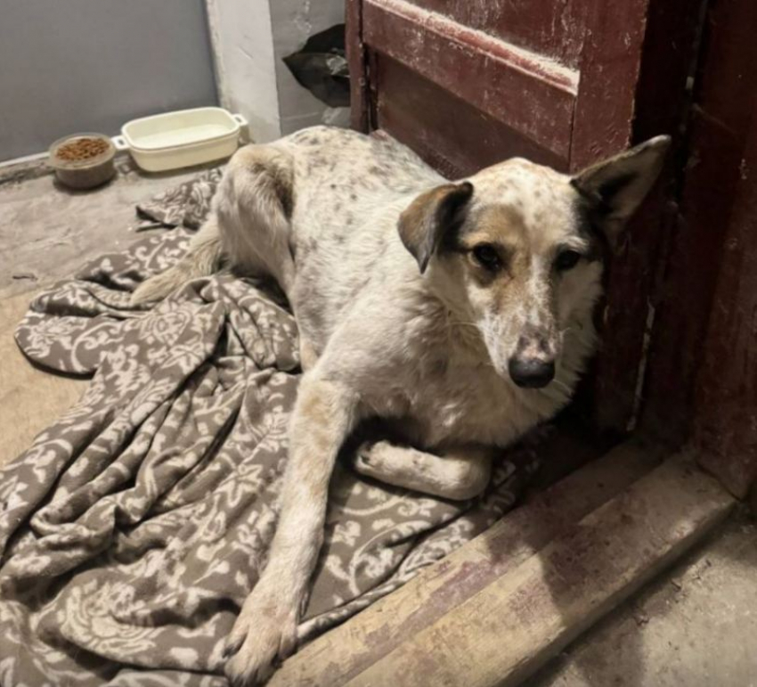 Попавшую в беду любимицу по кличке Лиса всем домом ищут волгоградцы