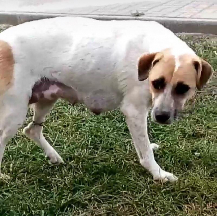 Кормящая собака с пережатой проволокой лапой в Волгограде: животное еще можно спасти