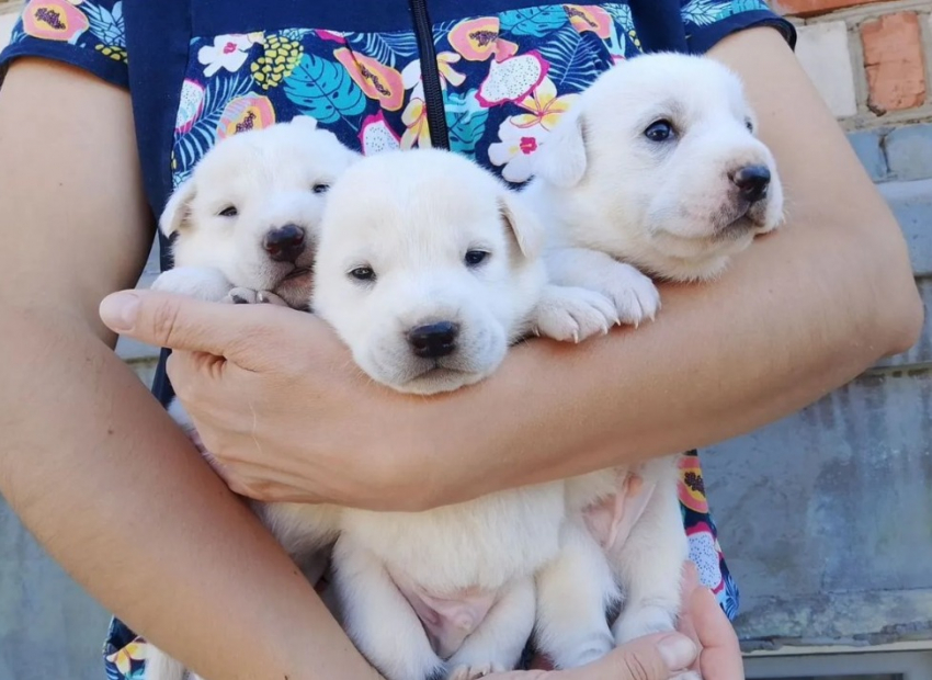 О мутной схеме пристройства бездомных красивых дворняг рассказала волгоградка