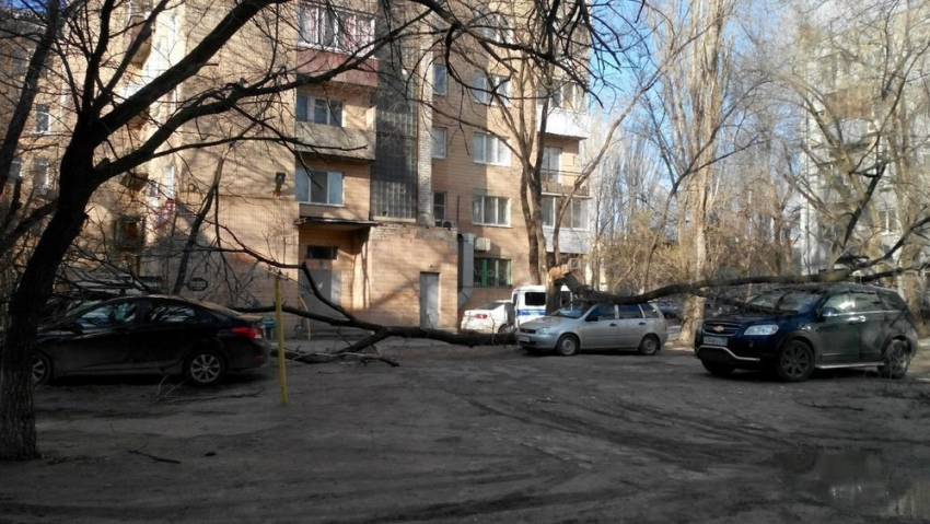 В центре Волгограда упавшее дерево разбило припаркованные авто