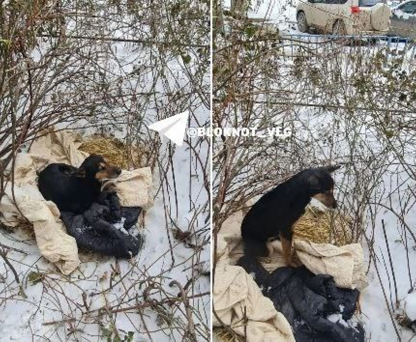 Ждет умершего хозяина: Хатико из Волгограда замерзает на улице