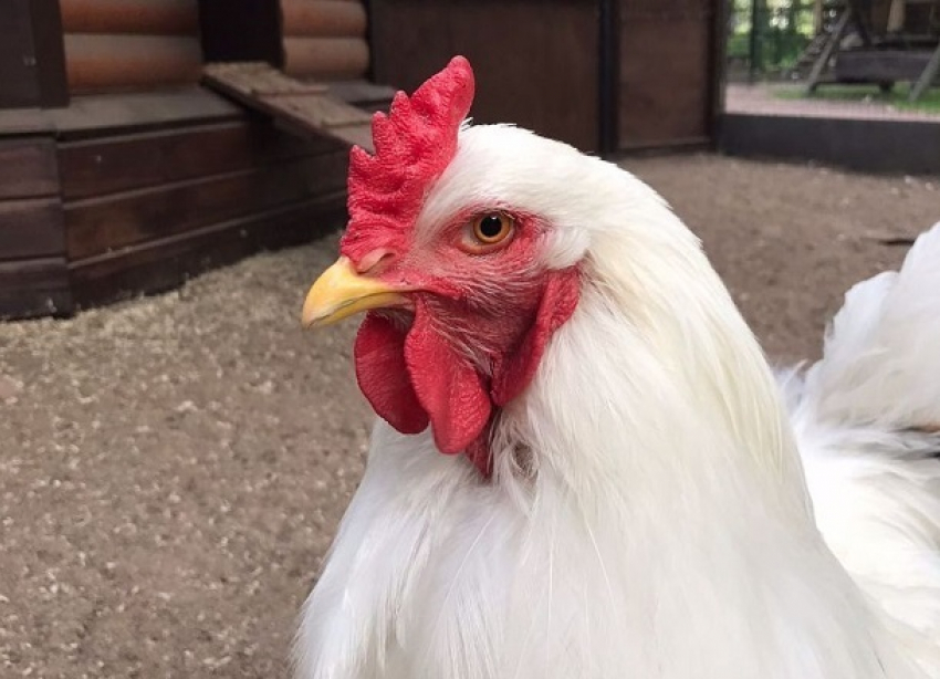 Курица из волгоградского магазина «похудела» на полкило после разморозки