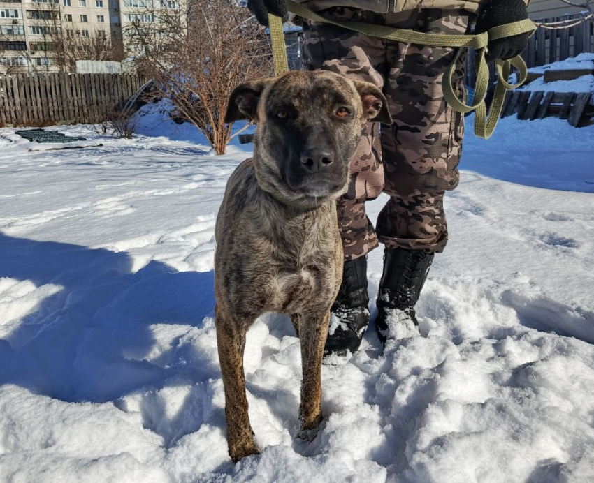 Питбуля Риту в мороз вышвырнули на улицу в Волгограде
