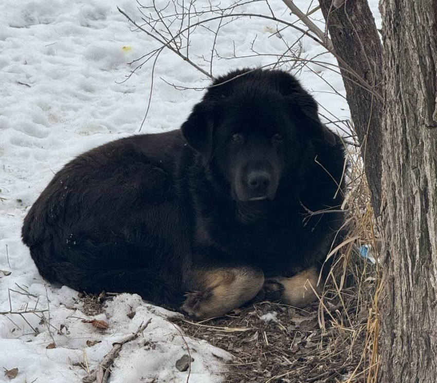 "Добродушный, но предпочитает мужчин": побег из приюта совершен во время атаки ВСУ на Волгоград 