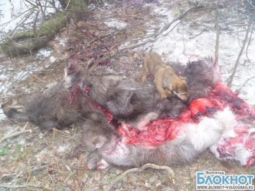 На севере Волгоградской области браконьеры безжалостно истребляют лосей