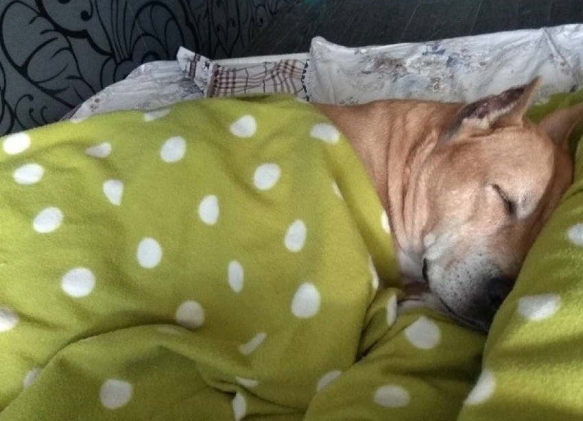 Метель и небольшой снег в начале рабочей недели обещают синоптики волгоградцам