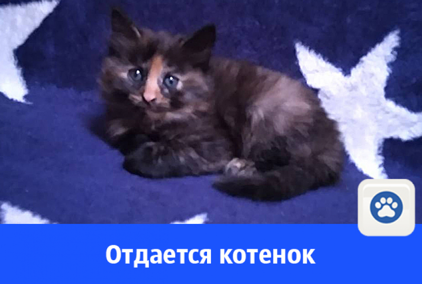 Кому ласковую маленькую кошку?