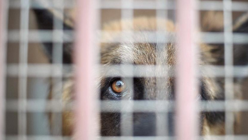 На отлов бродячих собак в Советском районе Волгограда выделен 1 млн рублей