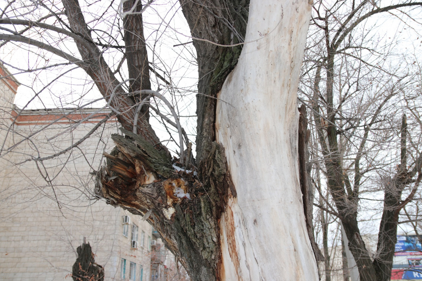 Начинают пилить деревья: в Волгограде приступают к благоустройству на проспекте Жукова