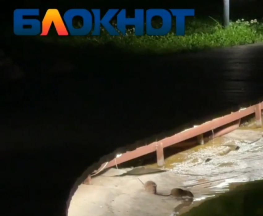 Крысиную вечернюю вылазку сняли на видео в ЦПКиО