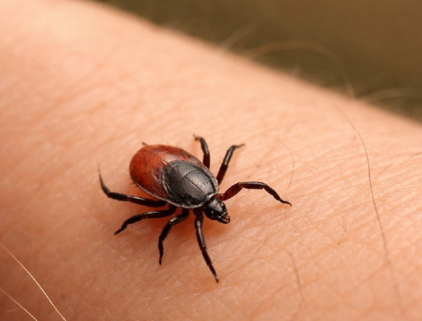Первые жертвы клещей появились в Волгоградской области