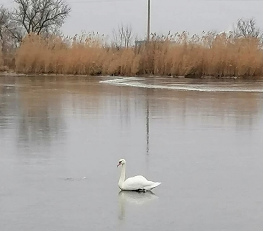 Спасение лебедя рассорило волгоградцев