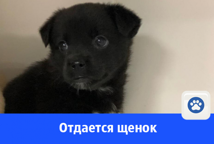 Кексик в добрые руки