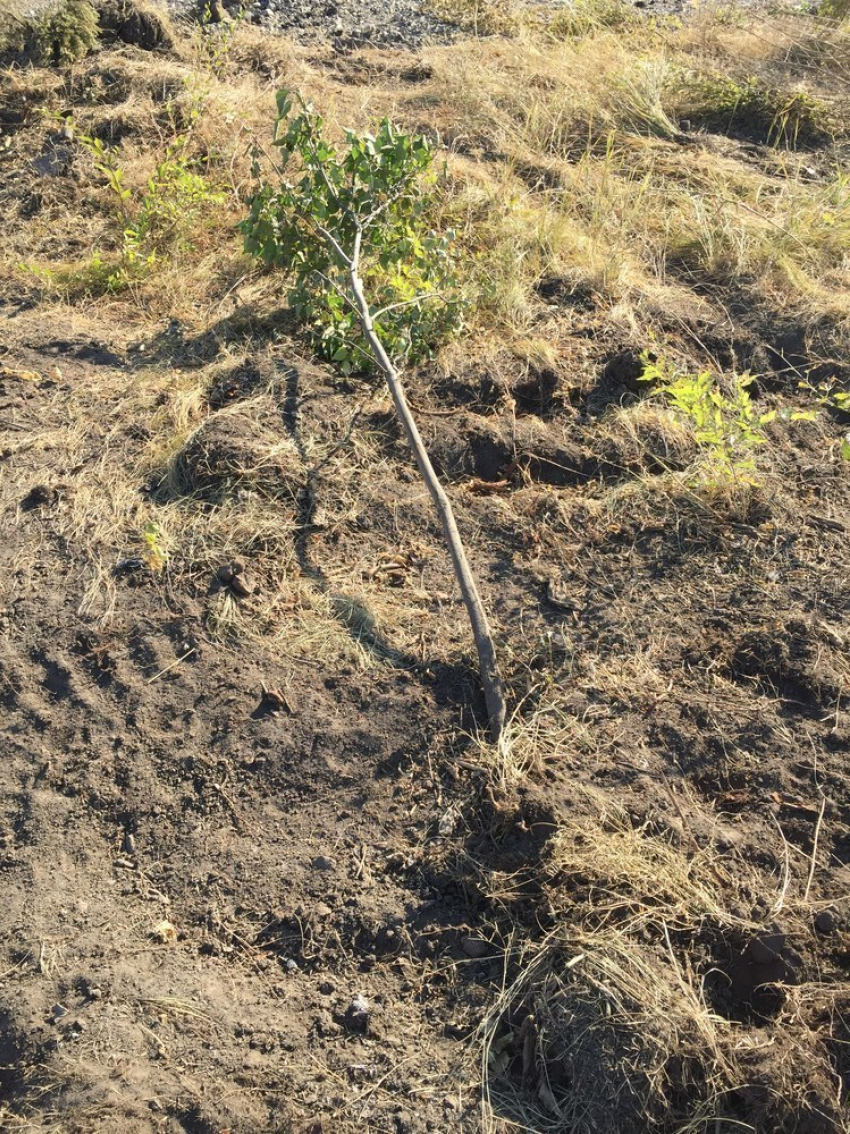 В Волгограде умирает последнее дерево парка вдов на Мамаевом кургане