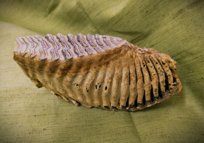 Кости мамонта нашел волгоградский рыбак