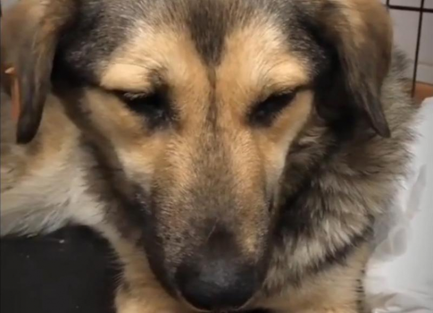 «Жизнь бездомной собаки очень короткая»: от смерти спасают волонтеры пса с биркой в Волгограде