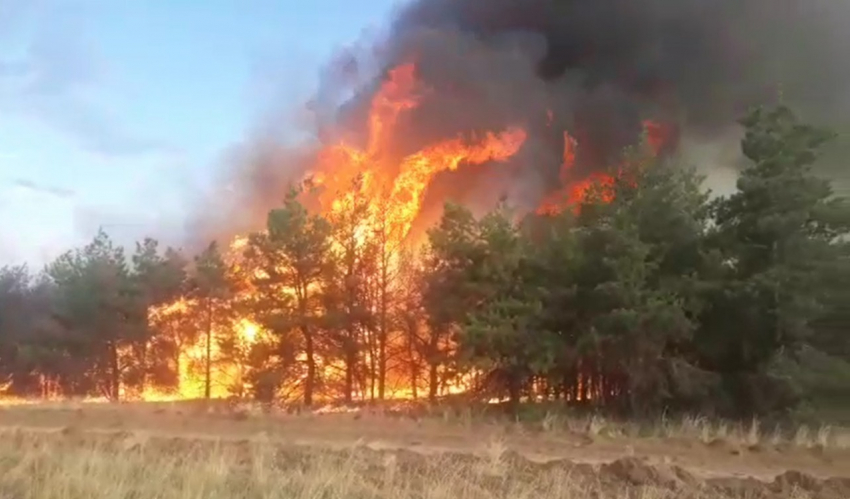 Спасатели 8 часов тушили крупный пожар в лесу под Волгоградом