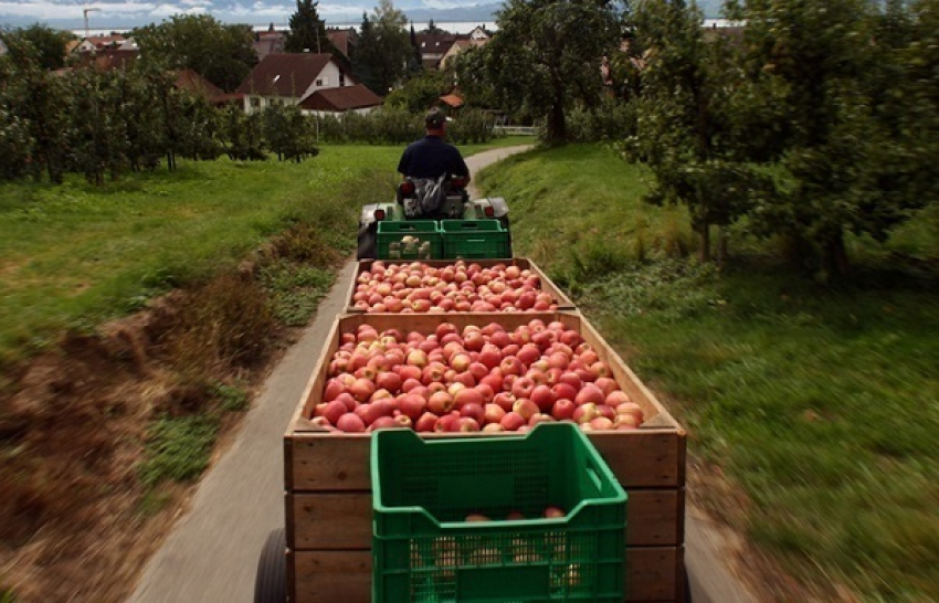 Сотрудник «Сады Придонья» погиб от наехавшего на него прицепа с яблоками
