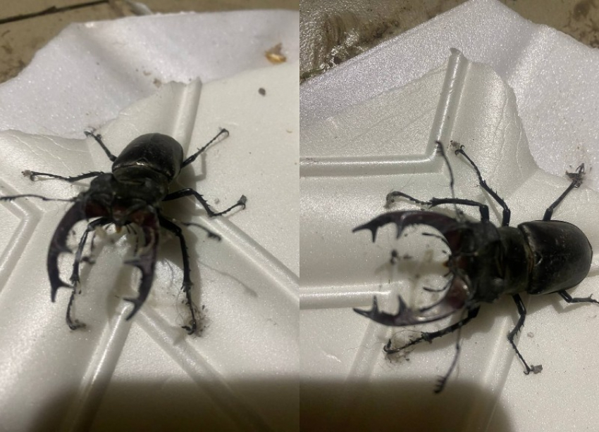 Уникального жука-оленя встретили в Волгограде