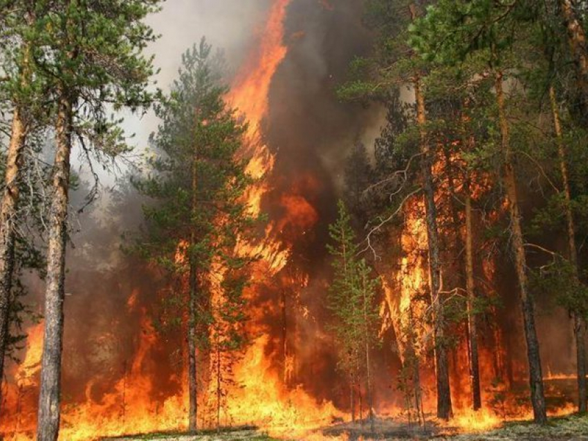 В Николаевском районе горит хвойный лес