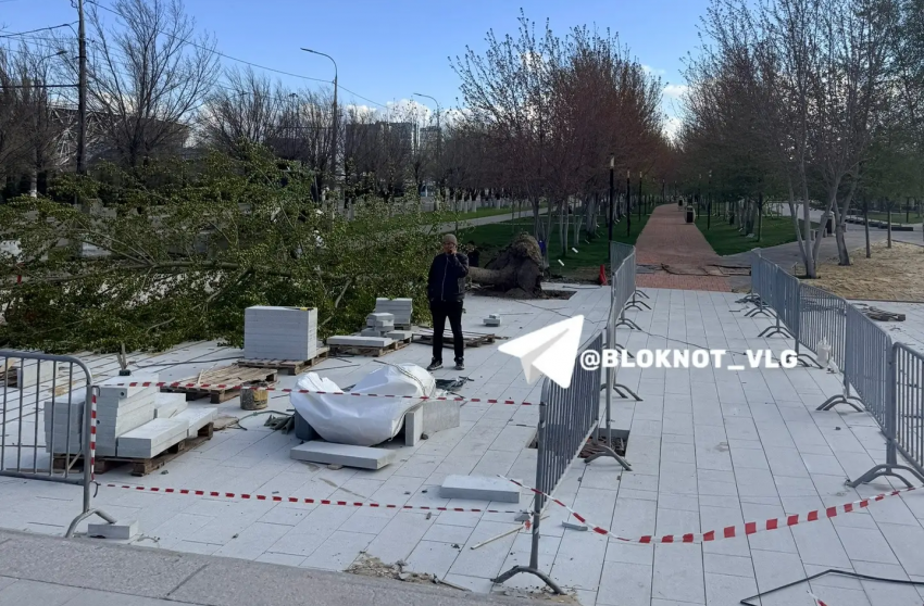 Ветер повалил известный тополь у Мамаева кургана