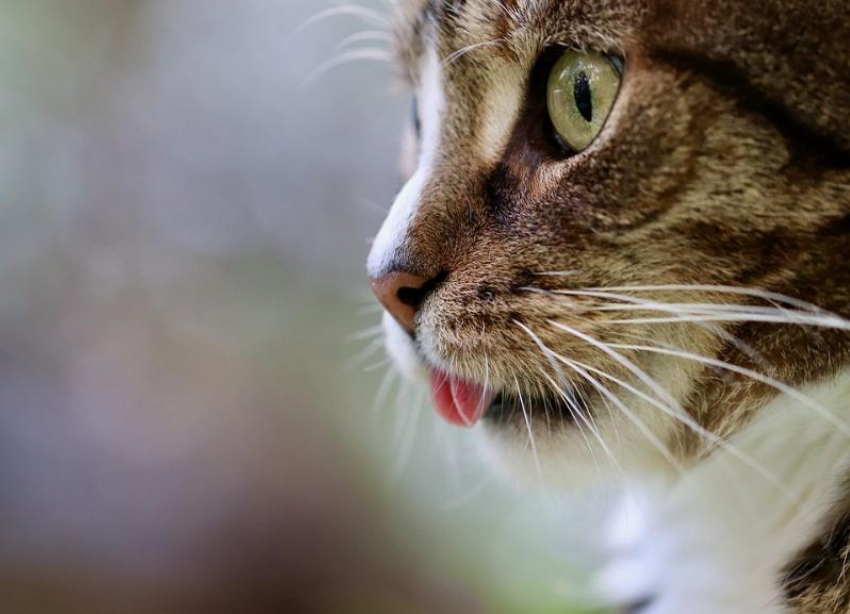 В Волгоградской области кошка с бешенством перед смертью успела укусить человека