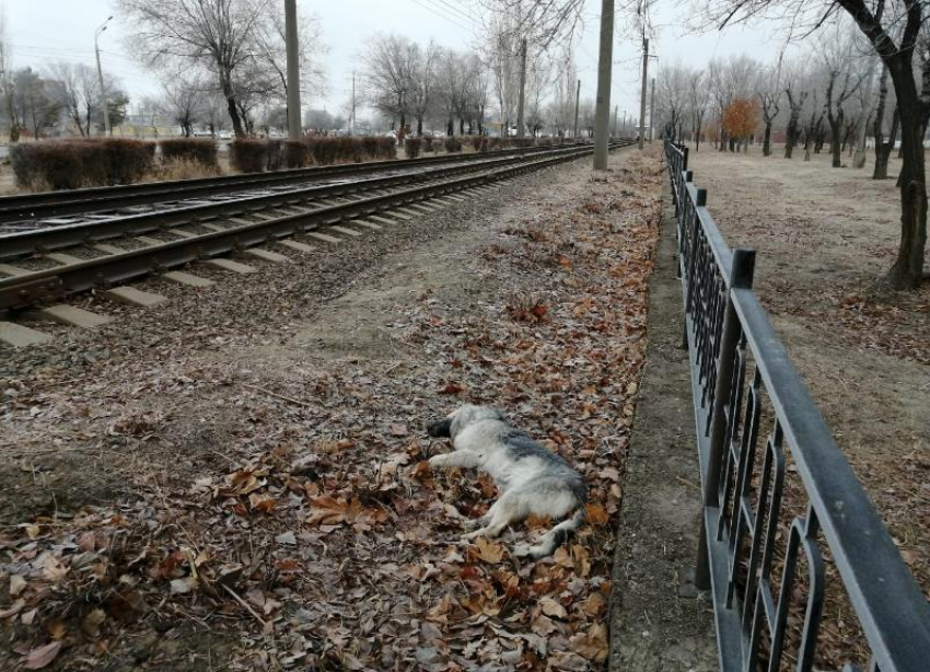 Больше 10 дней мертвая собака рядом с трамвайными путями пугает волгоградцев