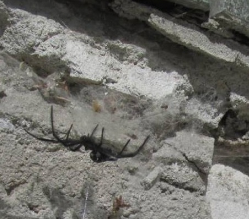 Еще одна жительница Волгоградской области стала жертвой ядовитого паука-каракурта